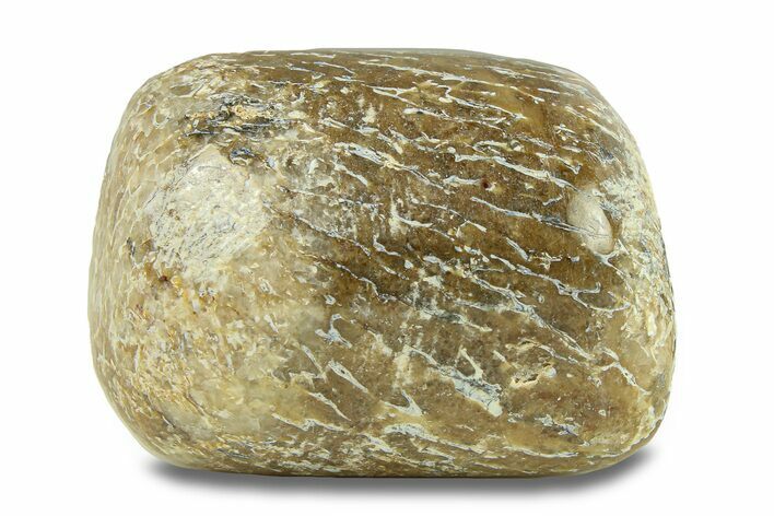 Polished Dinosaur Bone (Gembone) - Morocco #287515